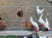 Healthy, laying chickens