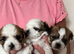 Shihtzu cross Teddy bear Biewer 3 girls
