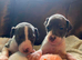 Outstanding Italian greyhound puppies kc registered