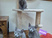 Russian Blue Kittens Loving Homes Only TICA Reg