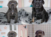 Health tested, quailty cane corso