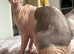Sphinx