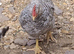 Cream Legbar  Cocks Young Chickens Blue Egg