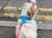 KC Imperial Shih Tzu female puppy