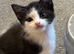 4 beautiful kittens are looking for there forever homes
