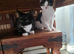 Male kittens for rehoming