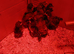 Polish x 1 and 2 week old chicks