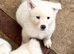 Japanese Akita Puppies