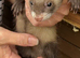 5 Baby Ferrets for sale