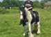 12hh riding mare