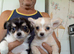 2 sisters chihuahua.
