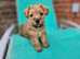 Stunning Cairn x Fox Terrier Puppies