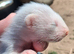 Standard ferret kits
