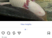 Axolotl