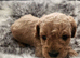 Stunning Cavapoo's with complete puppy package