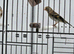 Young goldfinch mules