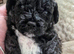 Beautiful Cavapooshon puppies.