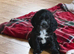 KC Registered Cocker Spaniels