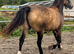 Outstanding 3yr Welsh d 14.2 filly