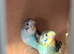 Young Budgies