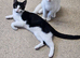 Blk/white female kitten ready to go to forever home