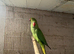 Ring necks for sale