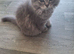 Beautiful purebred british long haired girl