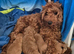 Cockapoo