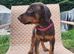 Doberman puppies just 8 days left before they can leave