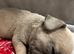 4 adorable pups waiting for their forever homes