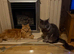 PURE BREED MAINE COON KITTENS FOR SALE, NOW ALL SOLD