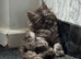 Himacoons - Himalayan/maincoon