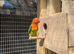 Green adult lovebirds