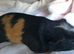 3 X Female Guinea pigs