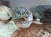 Courtnix japanese quails