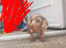 Isabella and tan miniature dachshund