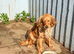 Golden girl cocker spaniel
