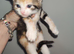 5 Kittens for sale male and female