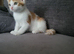Beautiful kitten looking good a home .