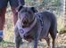 Olde English bulldog retired