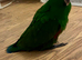 Eclectus Parrot
