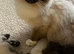 Siamese x ragdoll