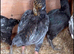 Ko shamo x aseel chicken