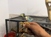 Tame Baby Budgies