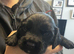 Working Cocker Spaniel Puppies