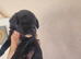 Cockerpoo cross maltipoo pups