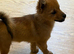 Papillon x Chihuahua Puppies
