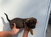True Jack Russel puppy’s for sale
