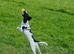 Cocker spaniel