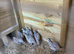 ** SNOWFLAKE BOBWHITE MALES FOR SALE **